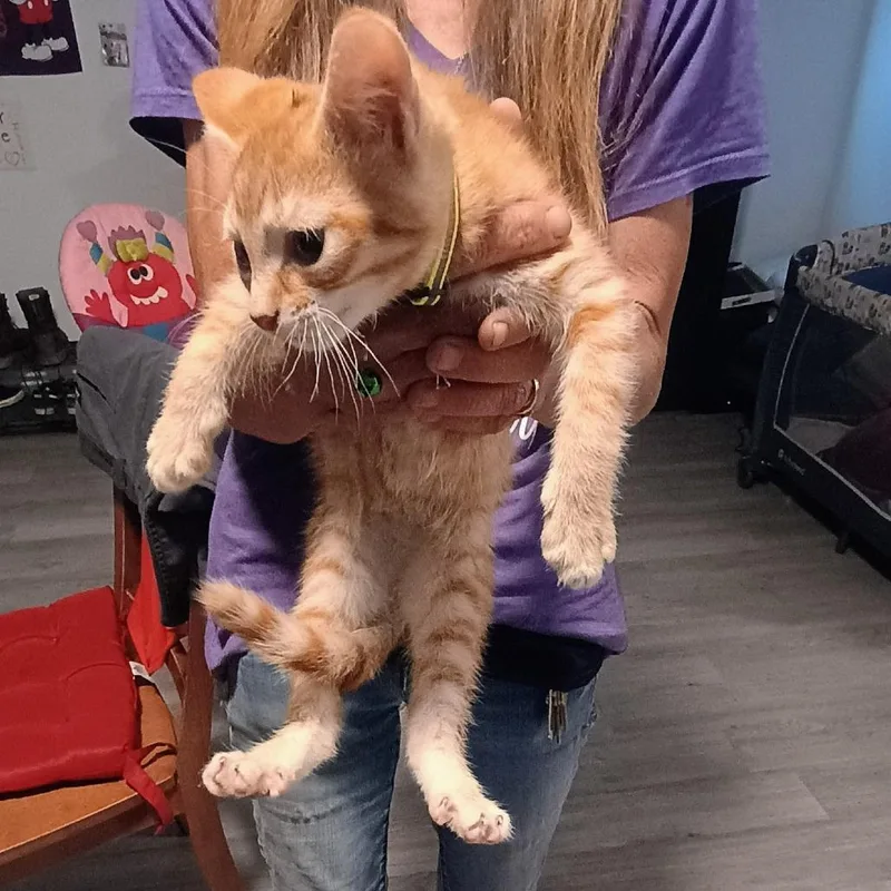 A baby small-sized male Orange / Red Domestic Short Hair cat named A Colt for adoption in Centralia, WA