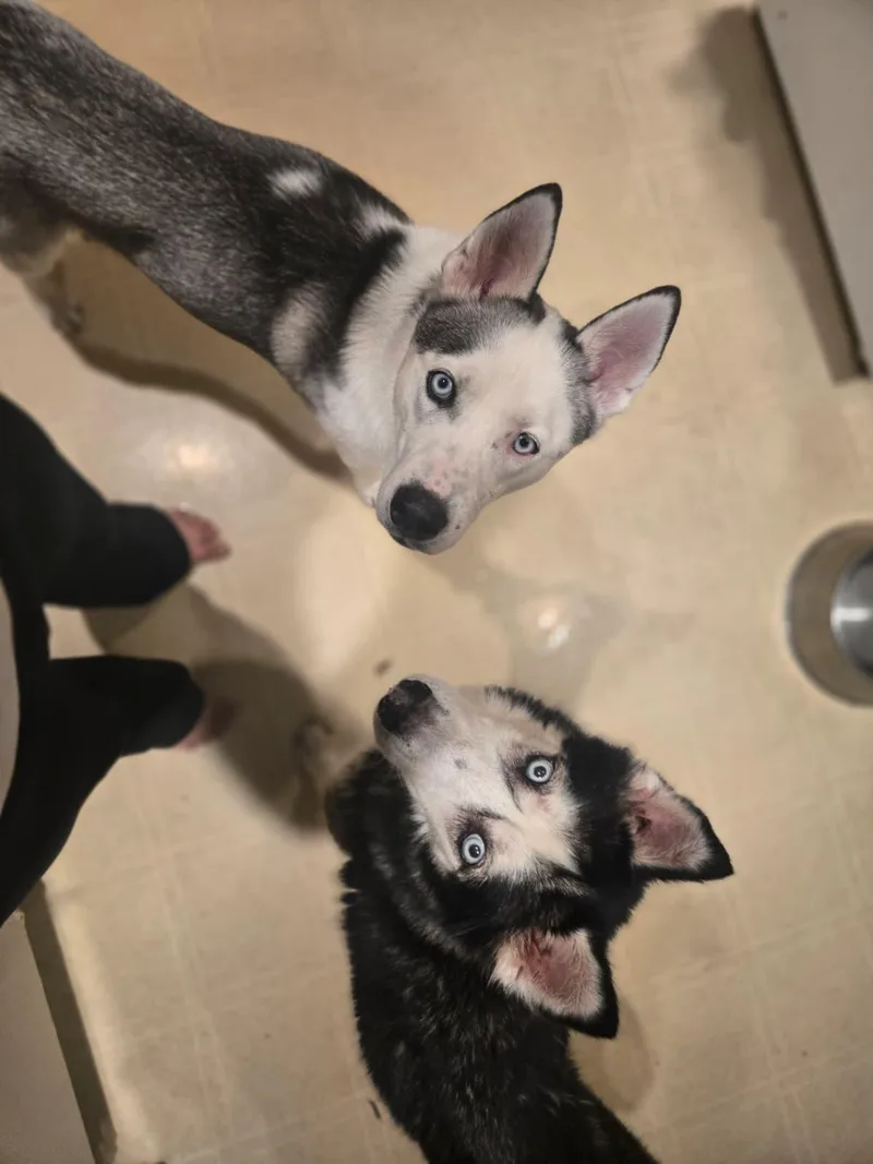 A young medium-sized male Husky dog named Floki for adoption in New York, NY