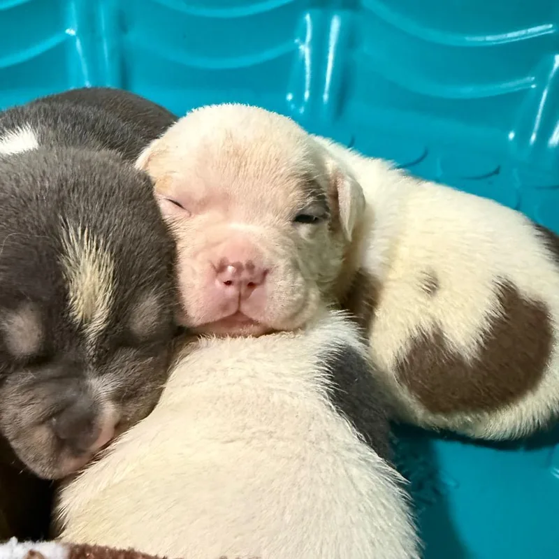A baby small-sized female Pit Bull Terrier dog named Hashbrown for adoption in Avon, OH