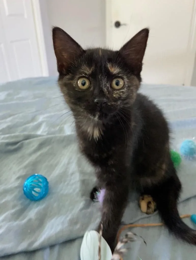 A baby small-sized female Domestic Medium Hair cat named Lady Marmalade for adoption in Canyon Lake, TX