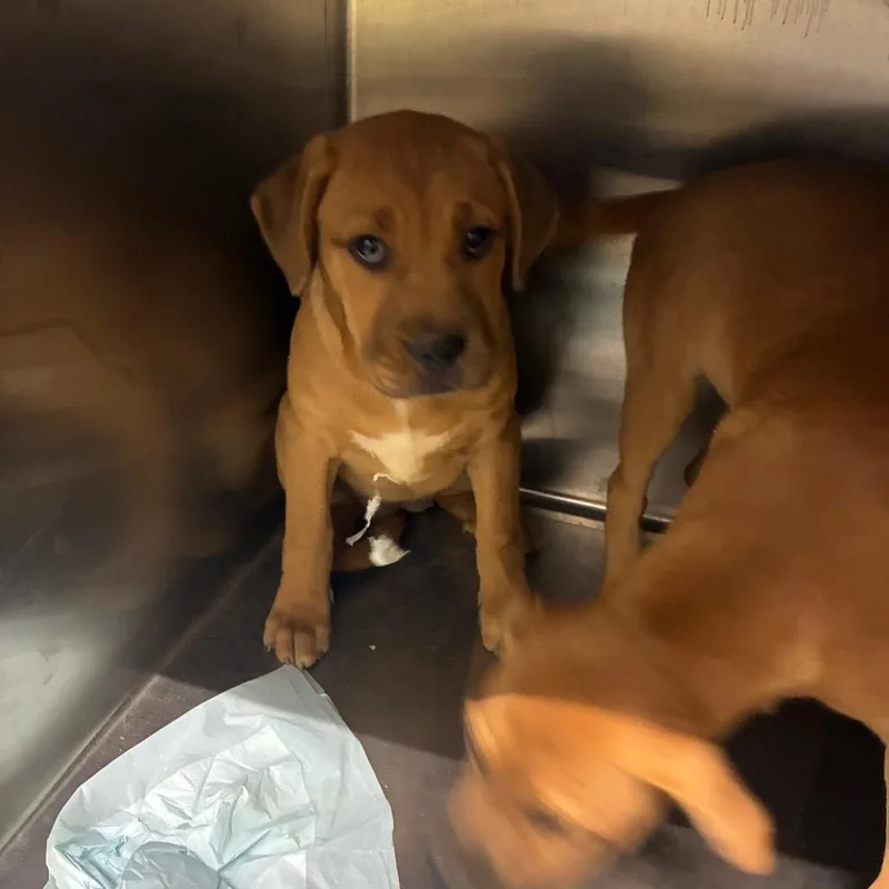 A baby small-sized female Mixed Breed dog named Velvet for adoption in Corbin, KY