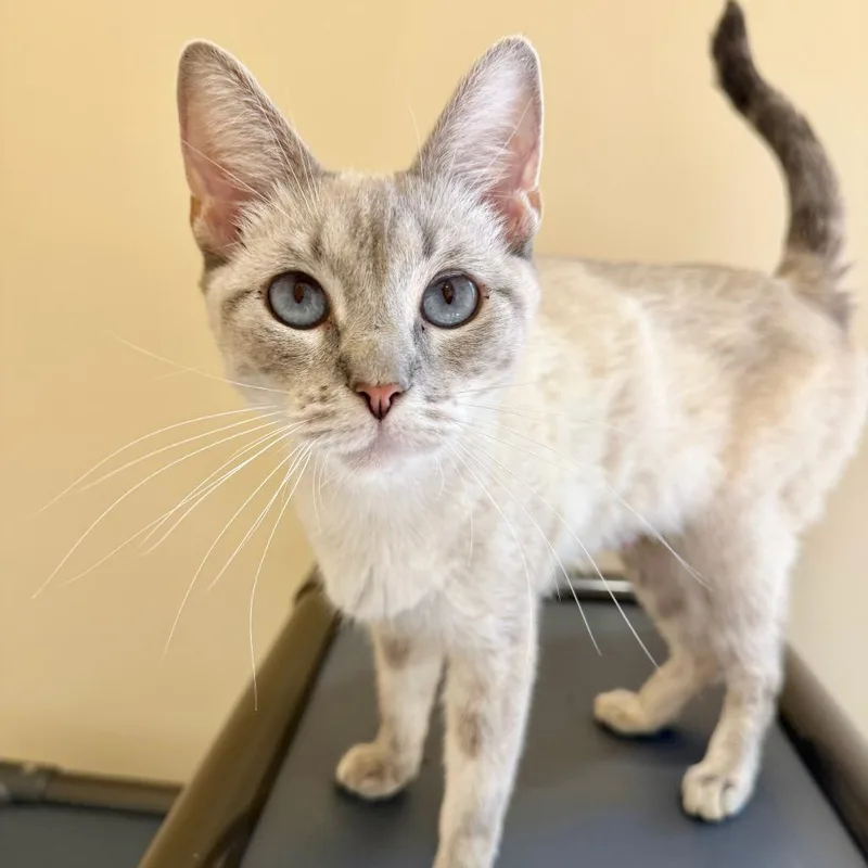 An adult medium-sized female Gray / Blue / Silver Domestic Short Hair cat named Pegasus for adoption in Agoura Hills, CA