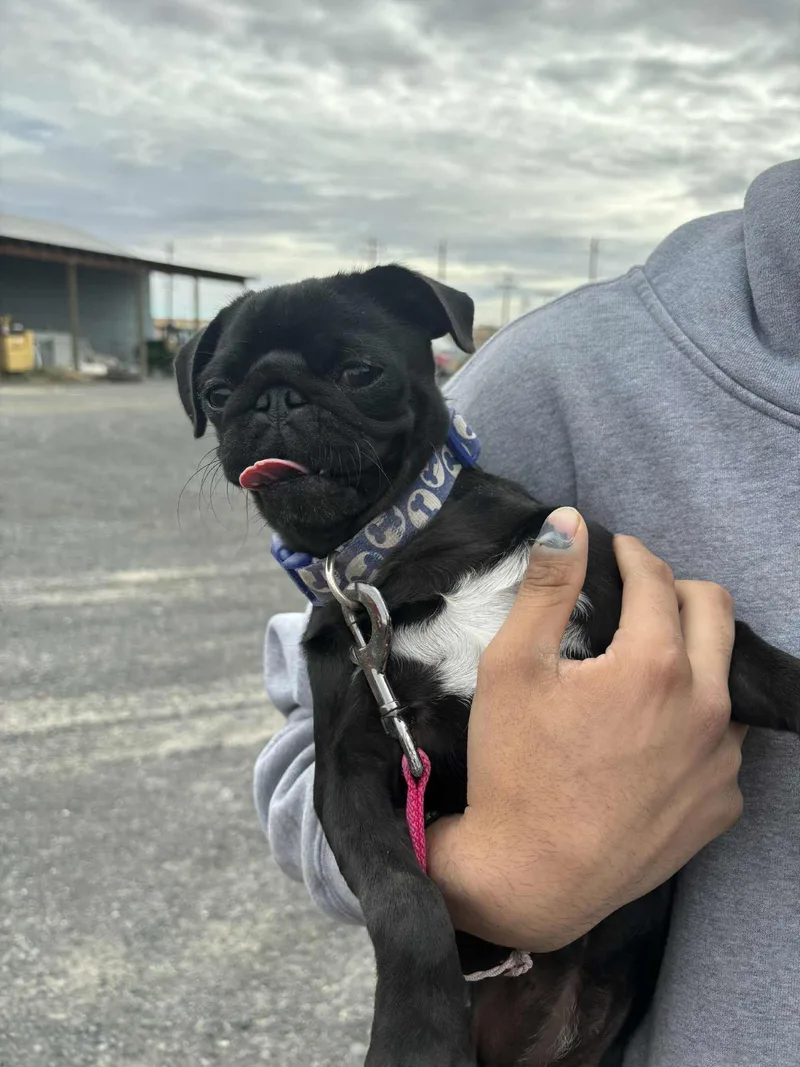 Pippi Pug Mix