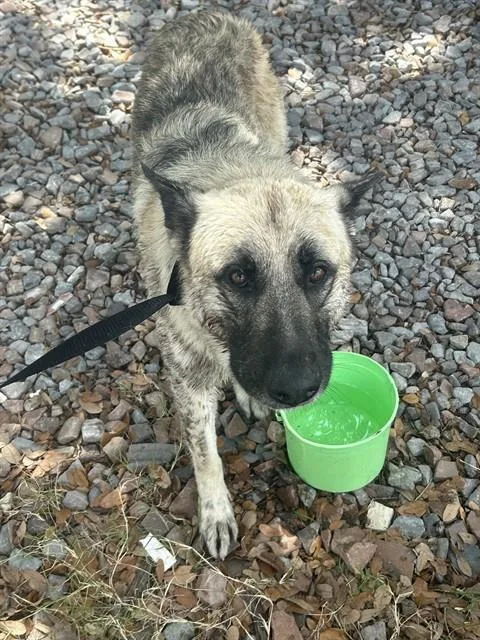 Sarge