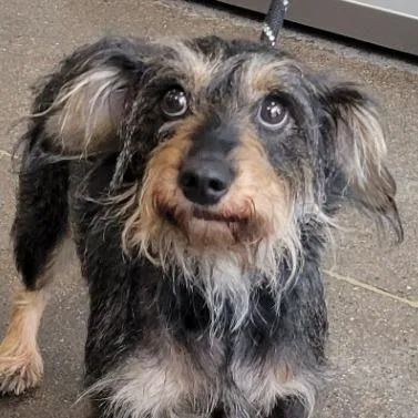 An adult small-sized female Gray / Blue / Silver Mixed Breed dog named Purpy for adoption in Las Cruces, NM