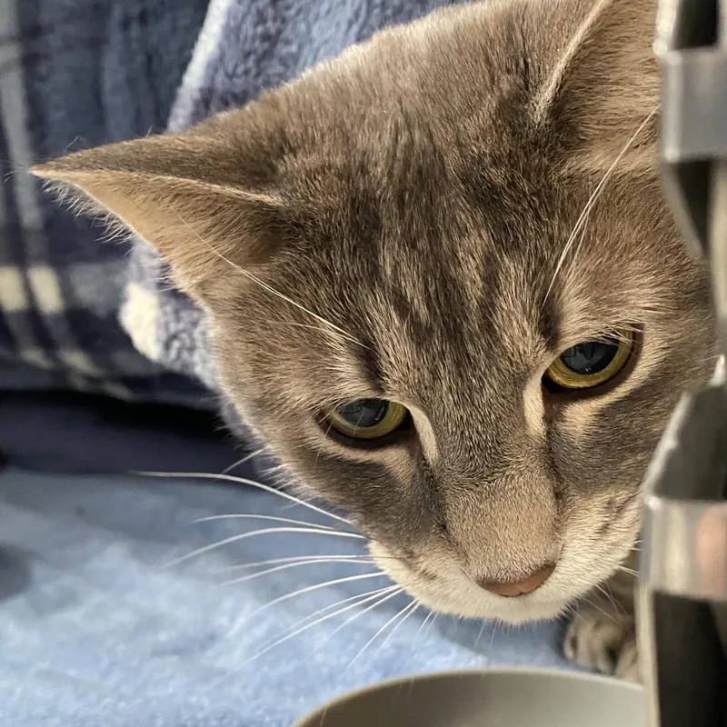 An adult large-sized male Gray / Blue / Silver Domestic Short Hair cat named Pumpkin Scrumple for adoption in Grand Rapids, MI