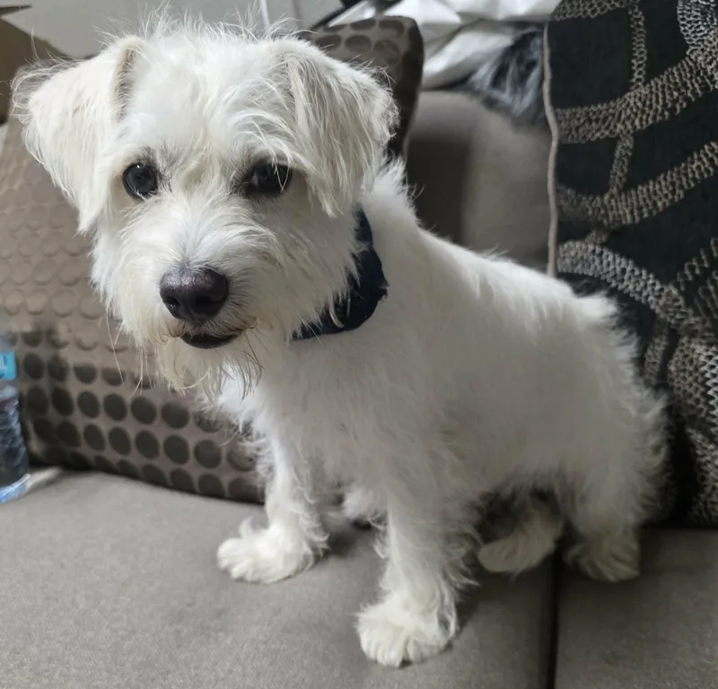 A baby small-sized male White / Cream West Highland White Terrier / Westie dog named Palomo for adoption in Gregory, TX