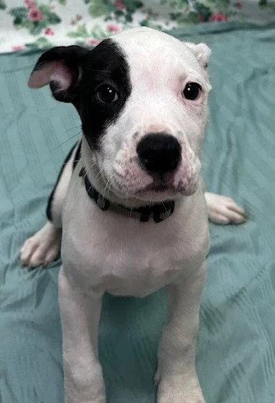 A baby large-sized female American Bulldog dog named Gratuity Tucci for adoption in Wetumpka, AL
