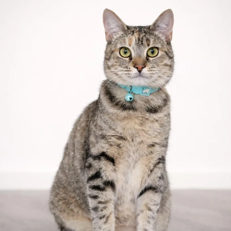 A young medium-sized female Tabby (Buff / Tan / Fawn) American Shorthair cat named Asuki for adoption in Houston, TX