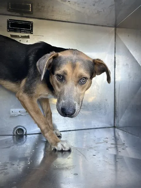 A young large-sized male Mixed Breed dog named Jester for adoption in Dallas, TX