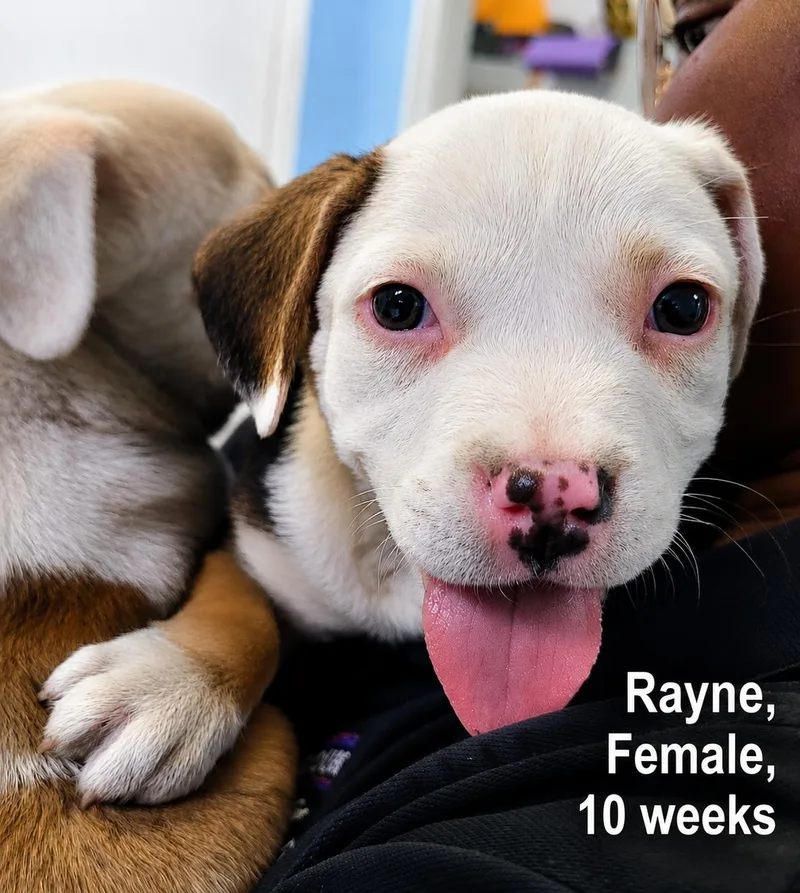 A baby medium-sized female Labrador Retriever dog named Rayne for adoption in Carmel, NY