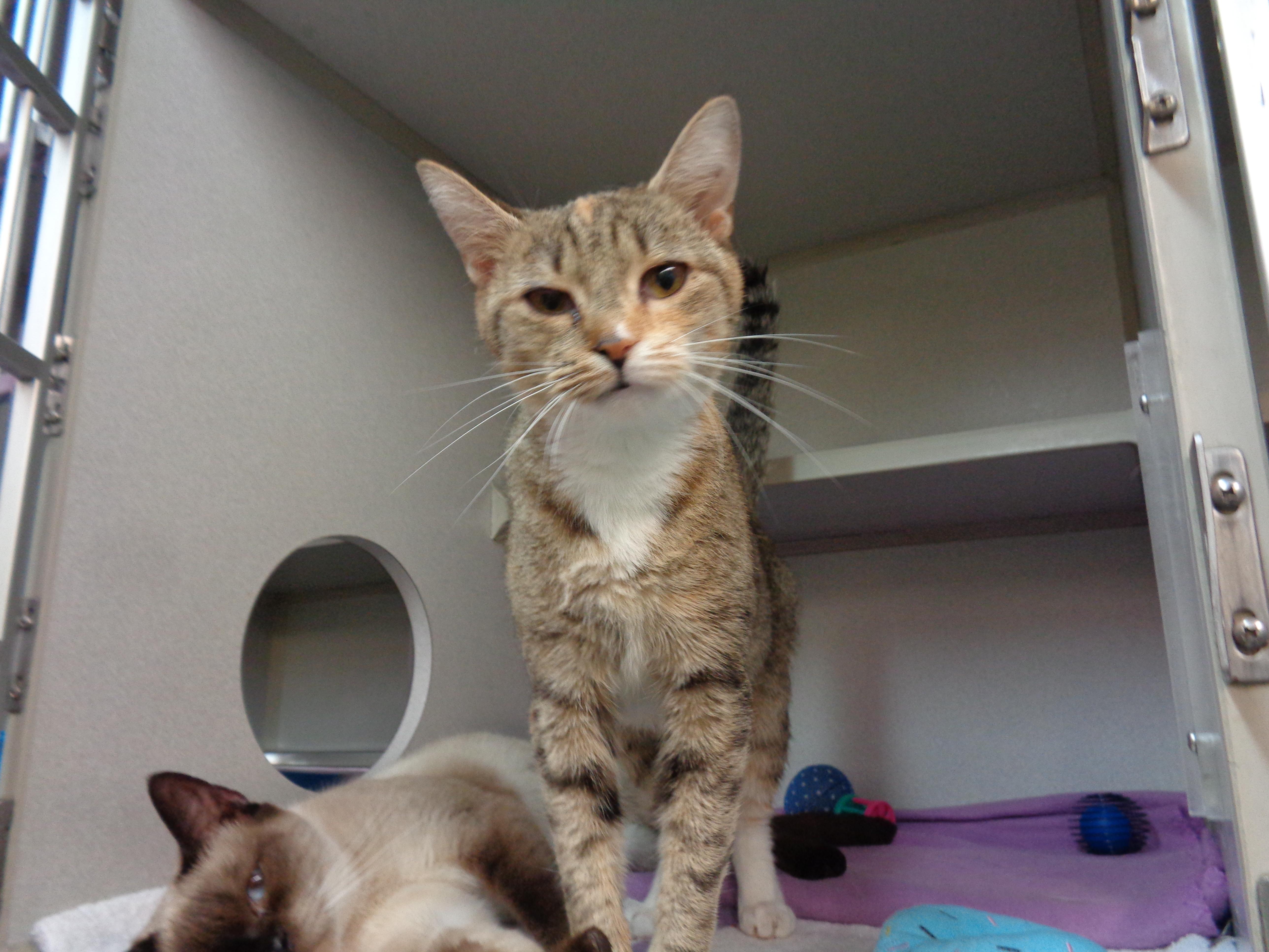 A young small-sized female Brown / Chocolate Tabby cat named Cruller for adoption in Delhi, NY
