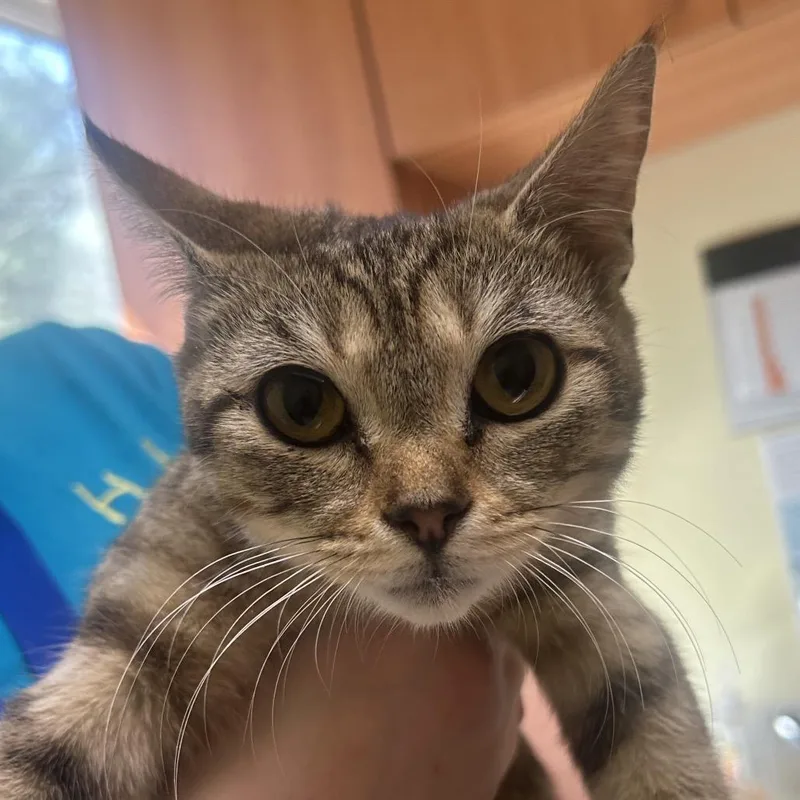 A baby medium-sized female Brown / Chocolate Domestic Short Hair cat named Bean Soup for adoption in Newark, DE
