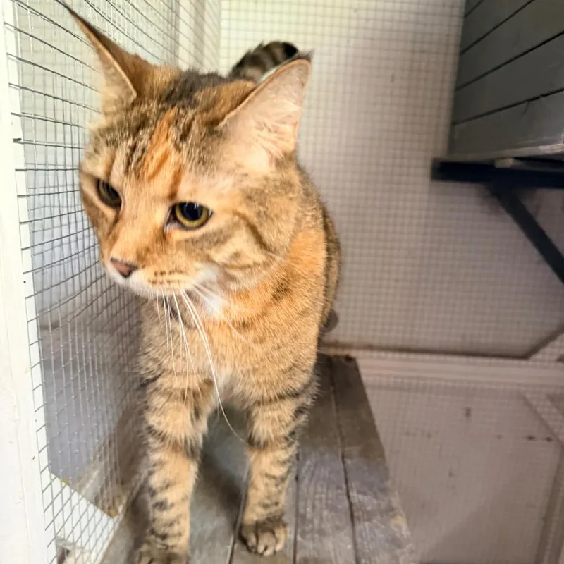 An adult small-sized female Brown / Chocolate Domestic Short Hair cat named Pepper for adoption in Nokesville, VA