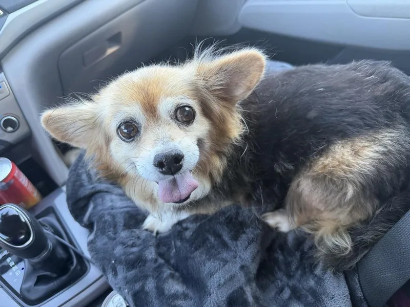 A senior small-sized female Tricolor (Brown, Black, & White) Corgi dog named Mary Jane for adoption in Mooresville, NC