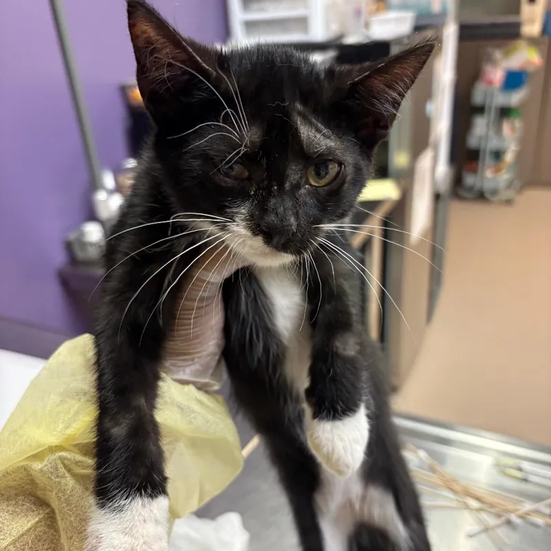 A baby small-sized male Domestic Short Hair cat named Omarion for adoption in Newark, NJ