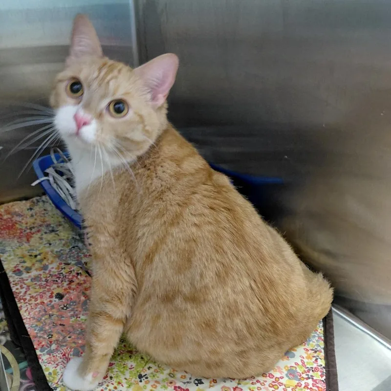 An adult small-sized female Orange / Red Domestic Short Hair cat named Luna for adoption in Philadelphia, PA