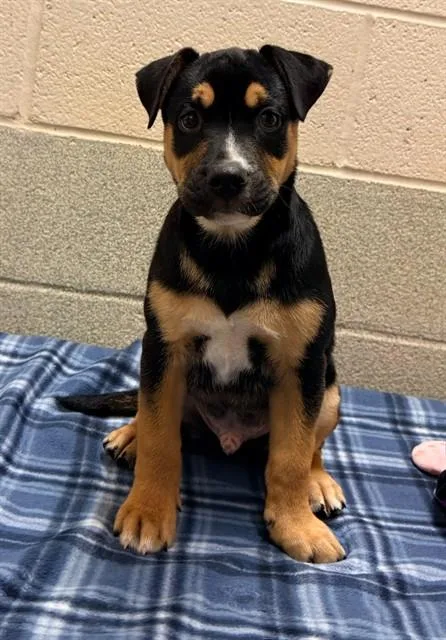 A baby small-sized male Mixed Breed dog named Scott for adoption in Statesville, NC