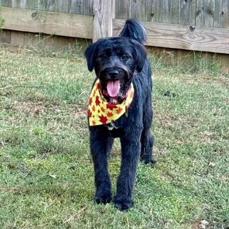 A young medium-sized female Labradoodle dog named Suki for adoption in Williston, VT