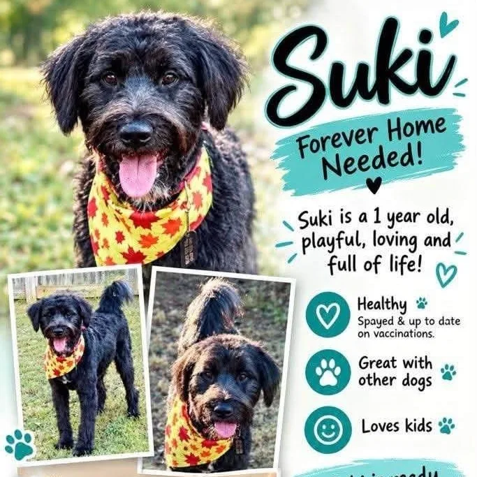 Suki thumbnail 3