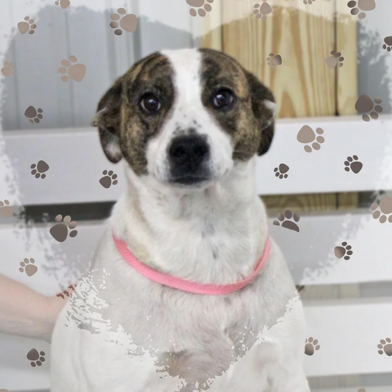 An adult medium-sized female White / Cream Mixed Breed dog named Dottie for adoption in Amelia, OH