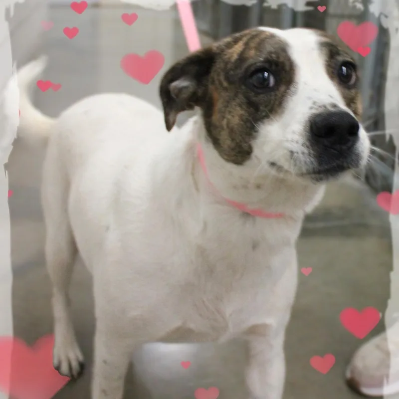 Dottie thumbnail 2