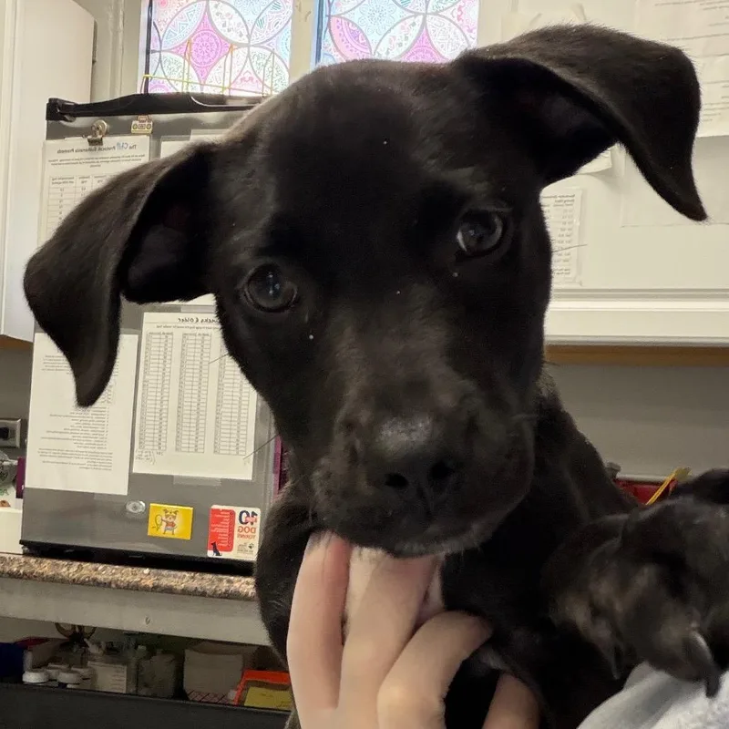 A baby small-sized male Black Retriever dog named Dash for adoption in Greenville, SC