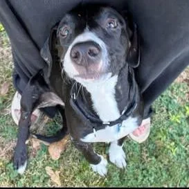 A young medium-sized male Black Hound dog named Duke for adoption in Little Rock, AR