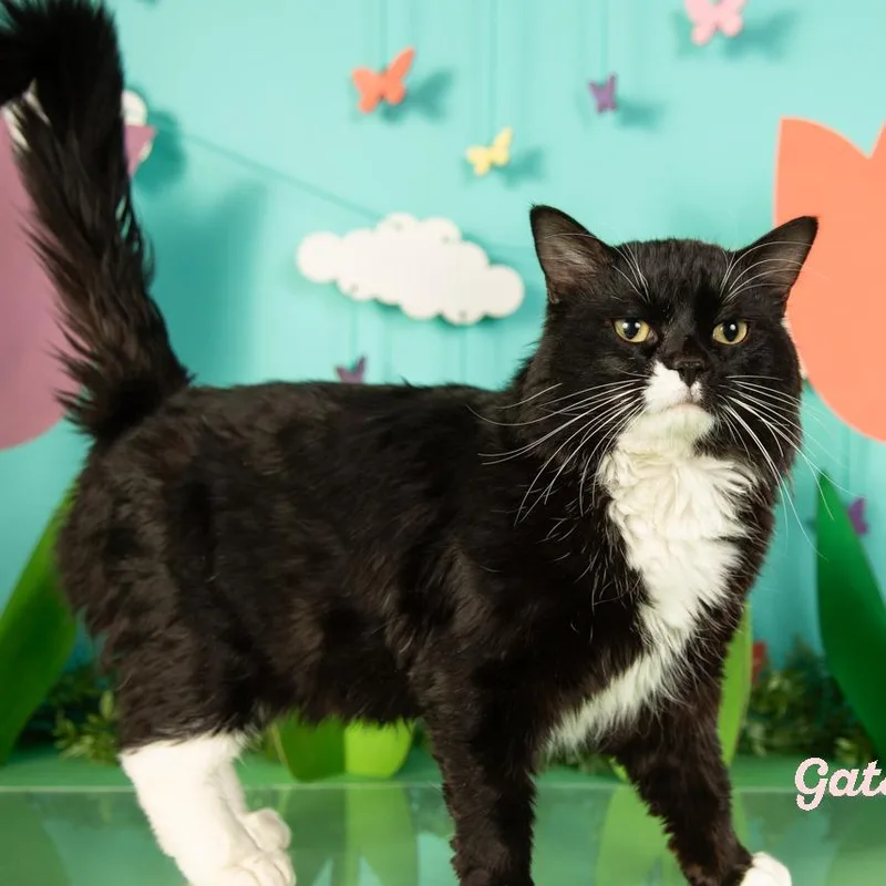 An adult small-sized male Black Domestic Short Hair cat named Gatsby for adoption in Springfield, MO