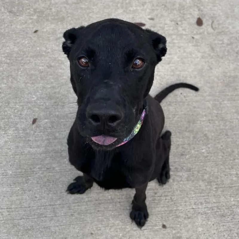 An adult medium-sized male Black Labrador Retriever dog named Bubba for adoption in Beaumont, TX