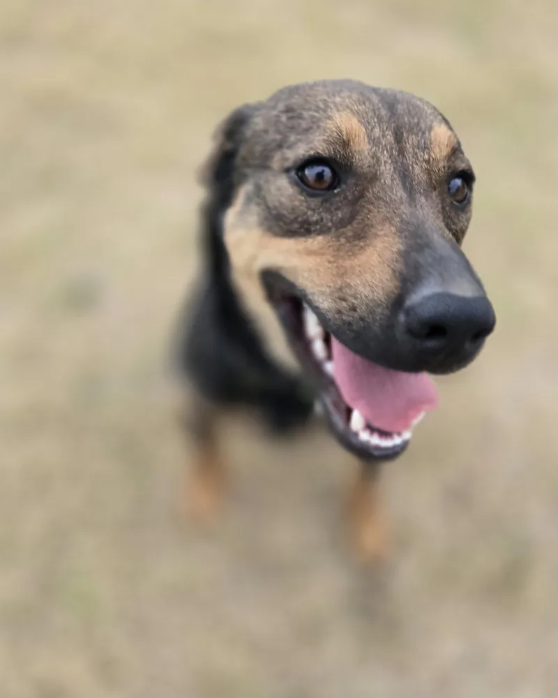 A young medium-sized female Belgian Shepherd / Malinois dog named Xena for adoption in Okemah, OK
