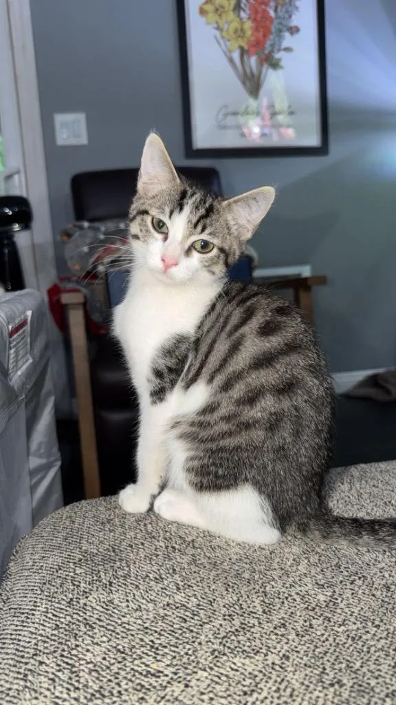 A baby small-sized male Domestic Short Hair cat named Tiger for adoption in Thousand Oaks, CA