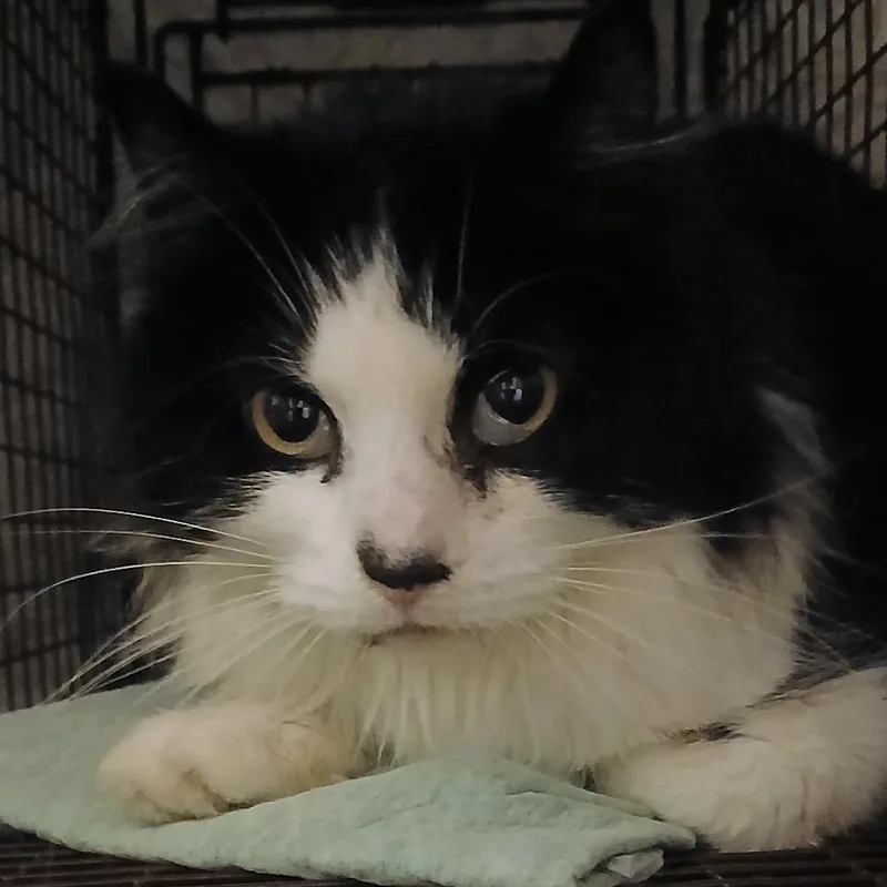 A baby small-sized female Black Domestic Medium Hair cat named Elsa for adoption in Lindenhurst, NY