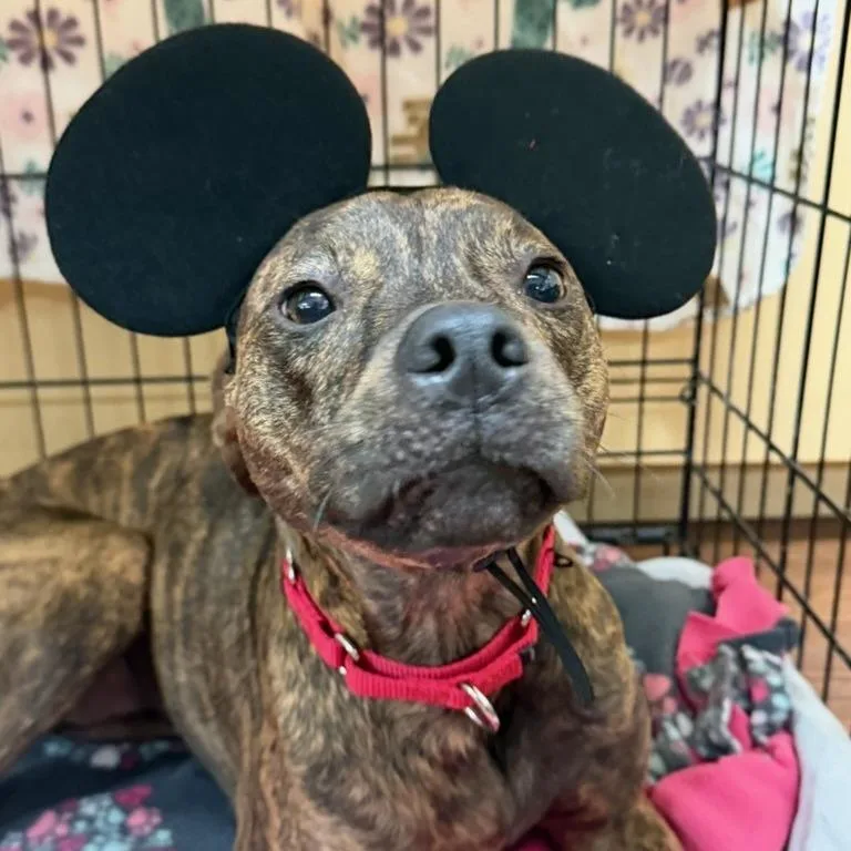 An adult medium-sized female Brown / Chocolate Mixed Breed dog named Jasmine for adoption in Lakeland, FL