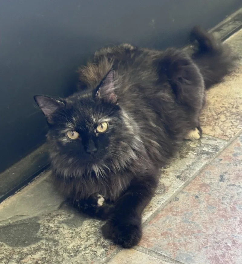 An adult medium-sized female Extra-Toes Cat / Hemingway Polydactyl cat named Lily_polydactyl for adoption in Oxford, MS