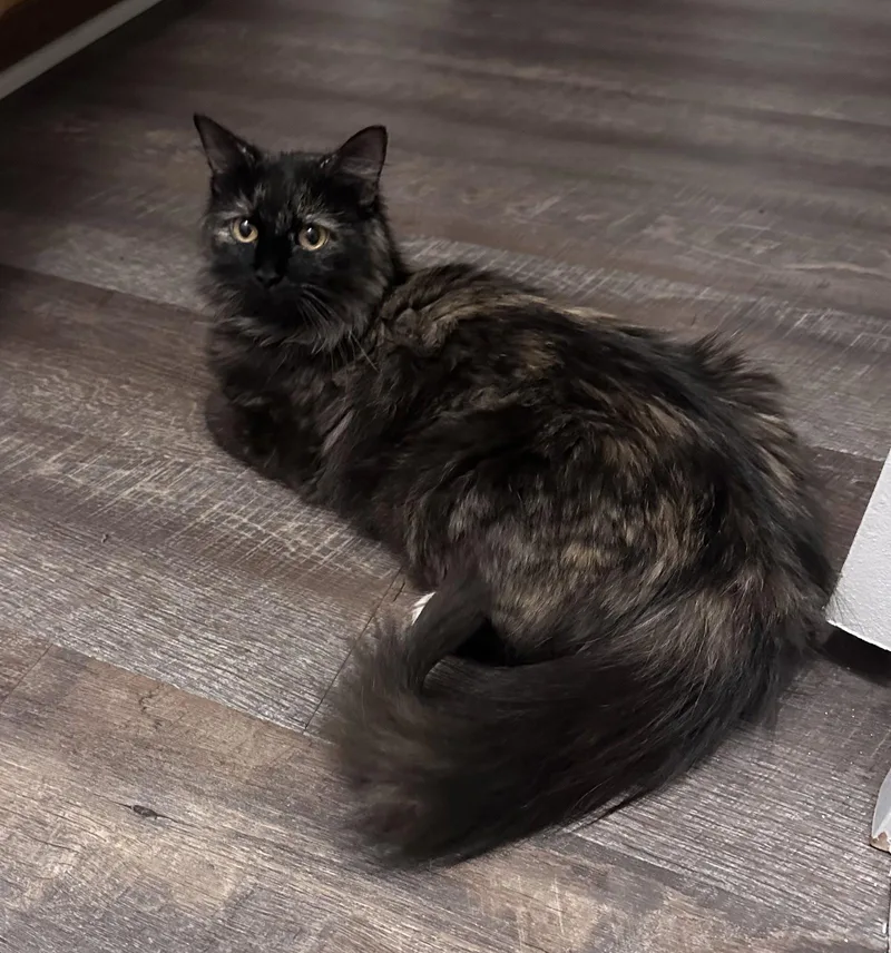 Lily_polydactyl thumbnail 2