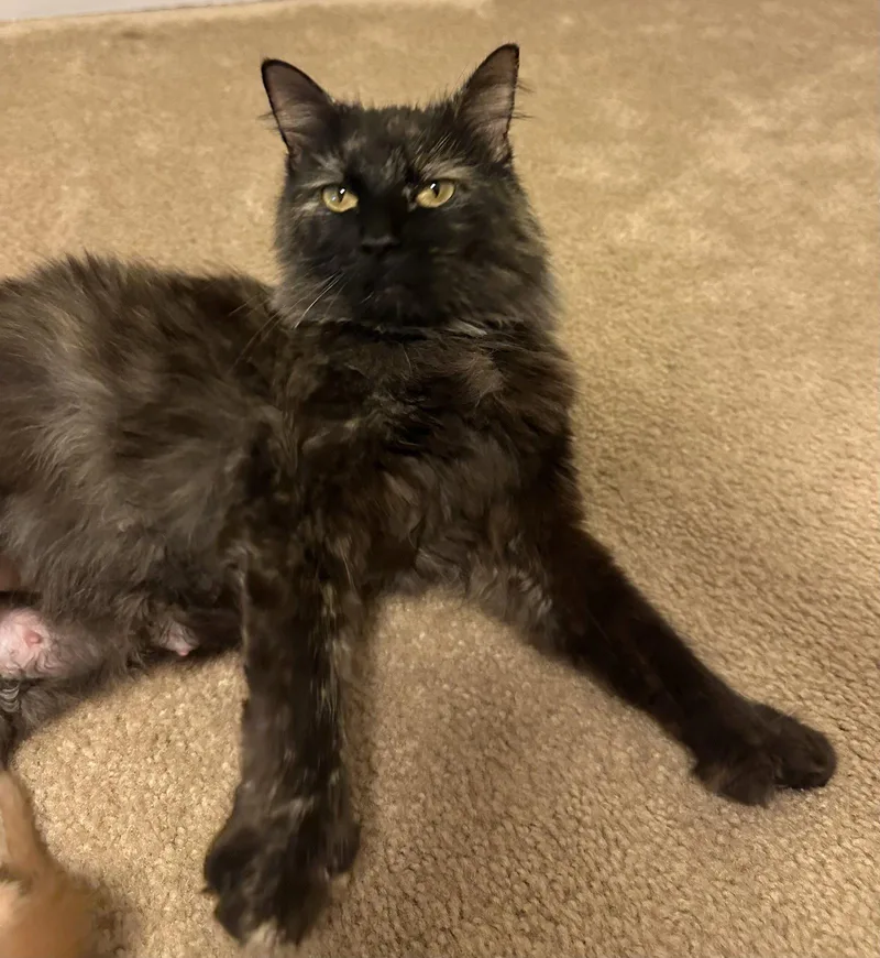 Lily_polydactyl thumbnail 3