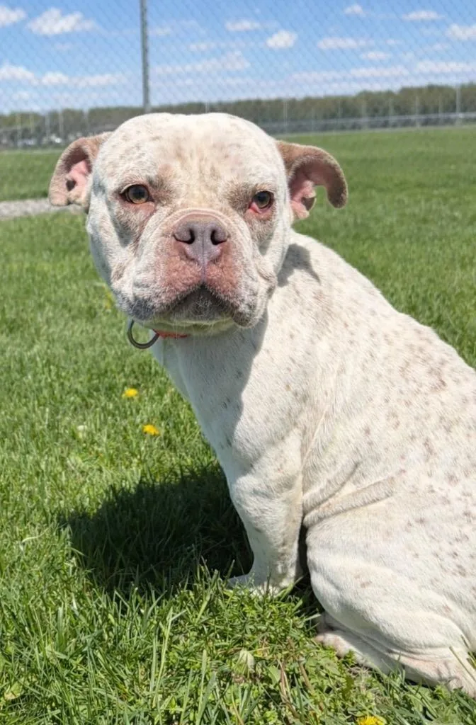 An adult medium-sized female American Bulldog dog named Karma Ann for adoption in Huntington, IN