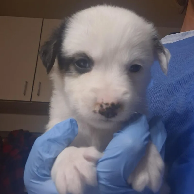 A baby small-sized female White / Cream Labrador Retriever dog named Beetle for adoption in Flagstaff, AZ