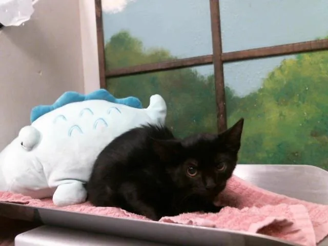 A baby small-sized female Domestic Short Hair cat named Hellen for adoption in Houston, TX