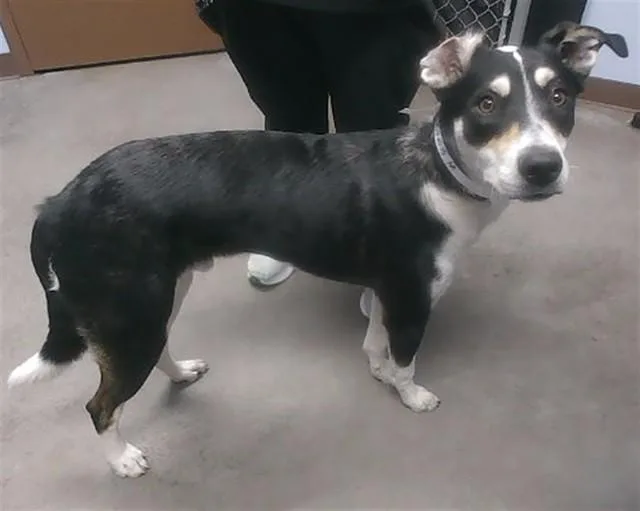 A young large-sized male Siberian Husky dog named Oreo for adoption in Phoenix, AZ