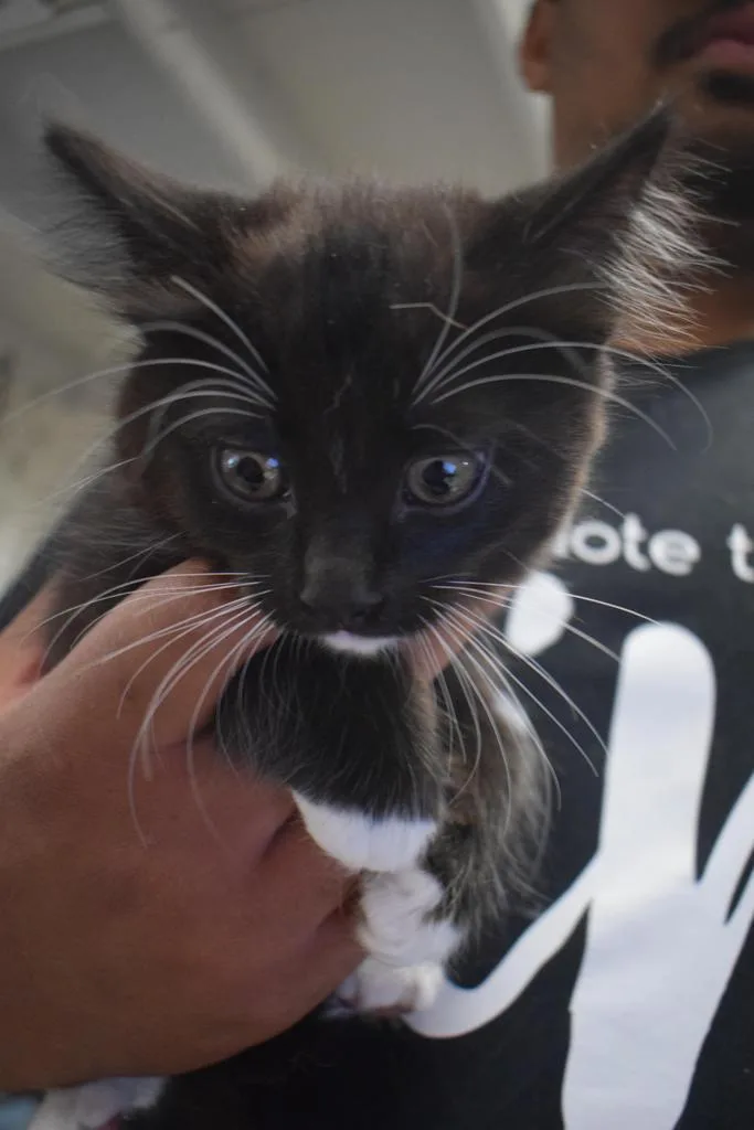A baby small-sized female Domestic Short Hair cat named Buffy for adoption in Pahrump, NV