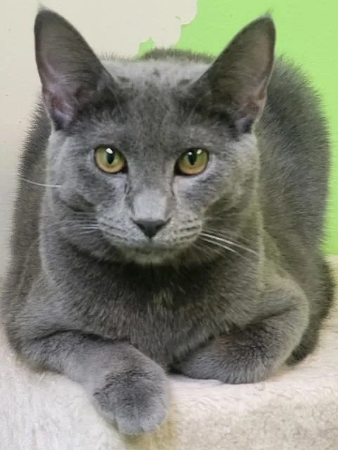 A young medium-sized female Gray / Blue / Silver Domestic Short Hair cat named Abigail for adoption in Memphis, TN