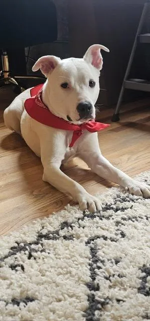 A young medium-sized male Labrador Retriever dog named Luca for adoption in Chicago, IL