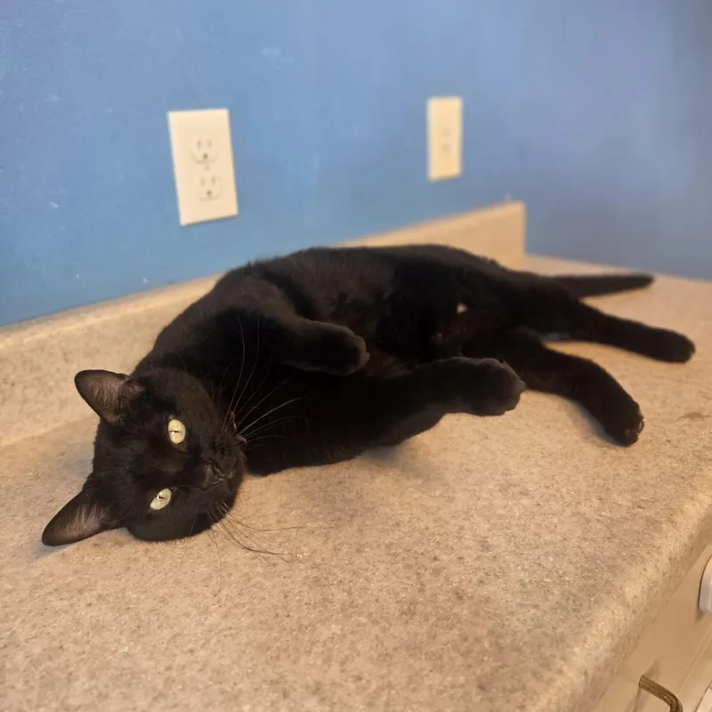 An adult large-sized male Black Domestic Short Hair cat named Binx for adoption in Brookings, SD