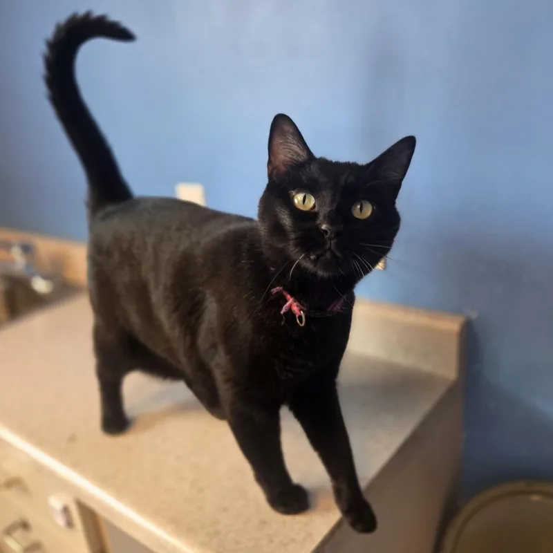 Binx thumbnail 2