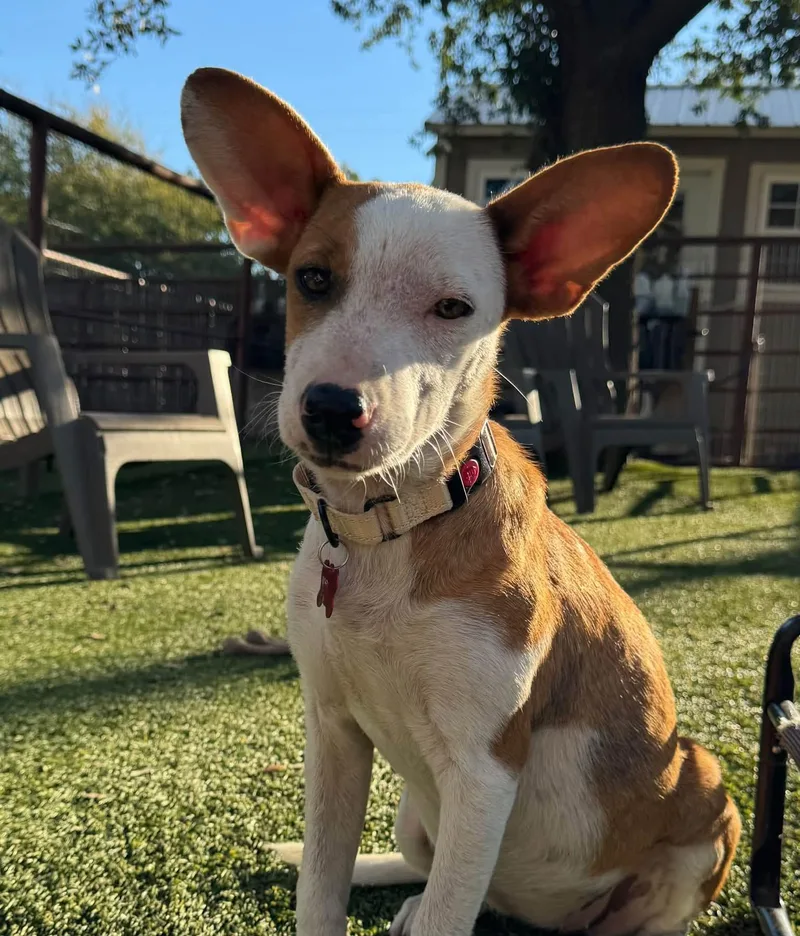 A young medium-sized female Corgi dog named Josie for adoption in Southlake, TX