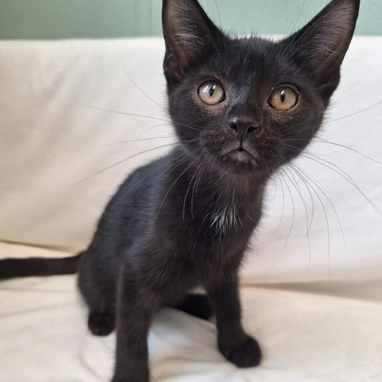A baby small-sized female Black Domestic Short Hair cat named Wildfire for adoption in Attica, NY