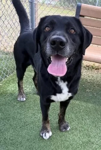 An adult large-sized male Mixed Breed dog named Tate for adoption in Columbia, SC
