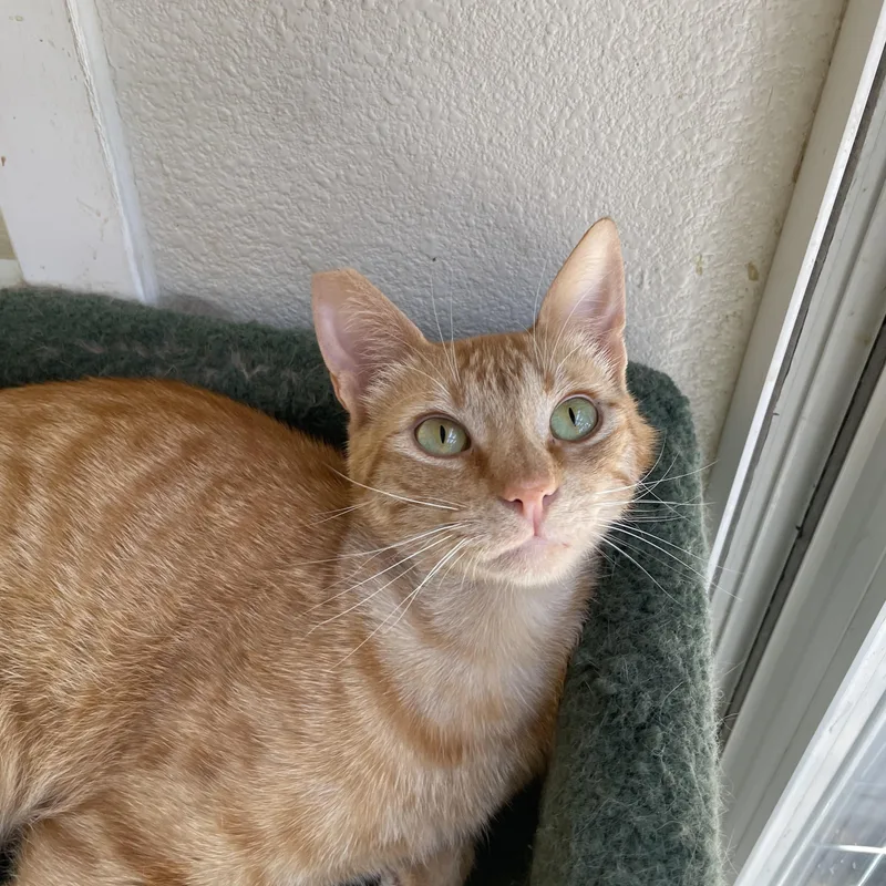 A young medium-sized male Orange & White Domestic Short Hair cat named Peter for adoption in Hollister, CA